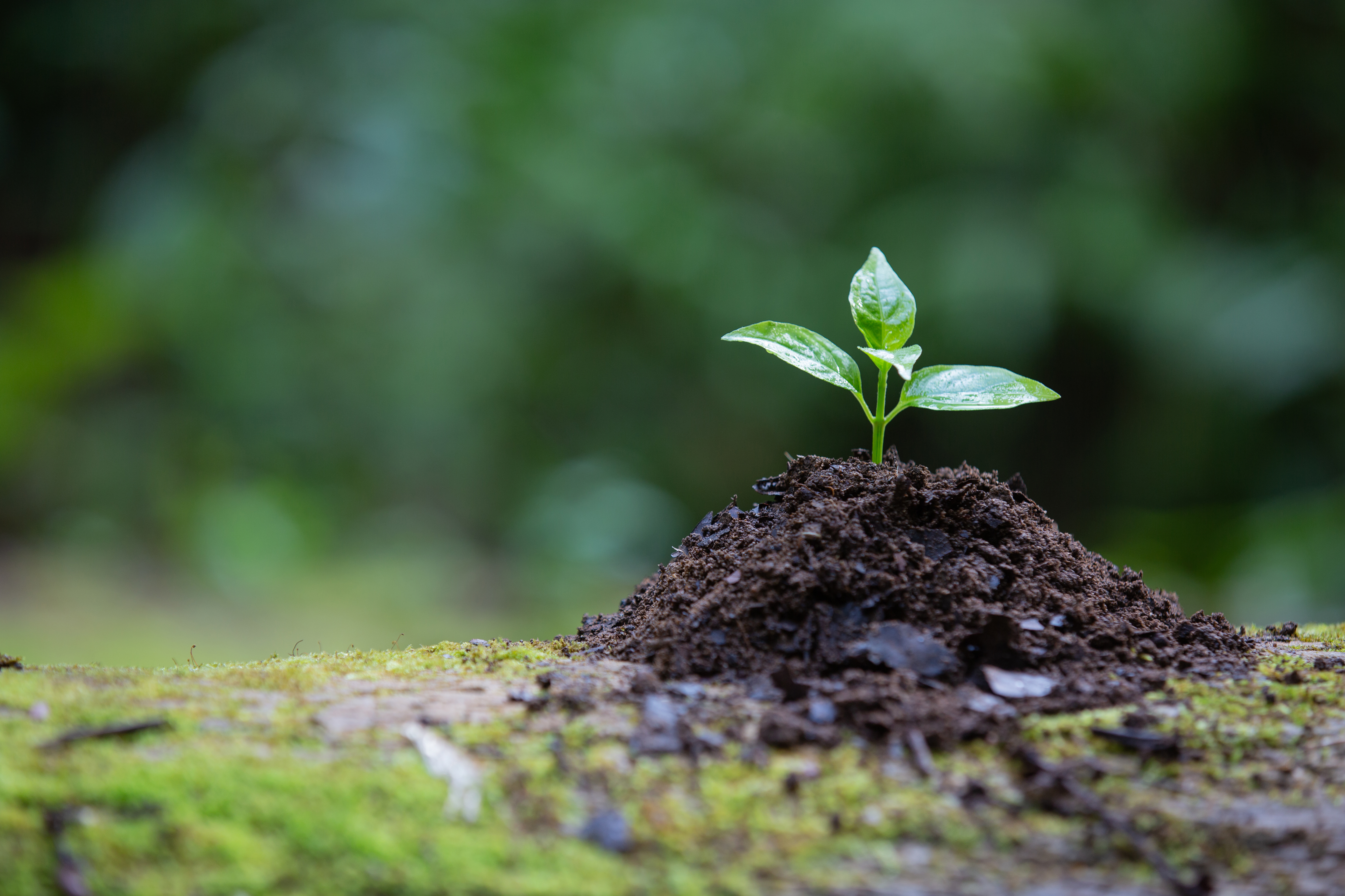 Close up photo of a small plant seedling emerging from a tiny pile of soil