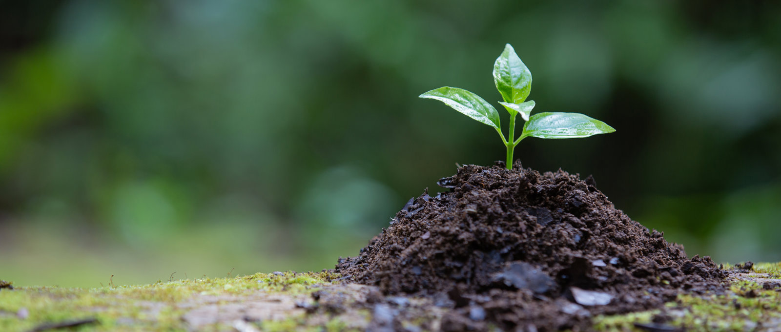 Close up photo of a small plant seedling emerging from a tiny pile of soil